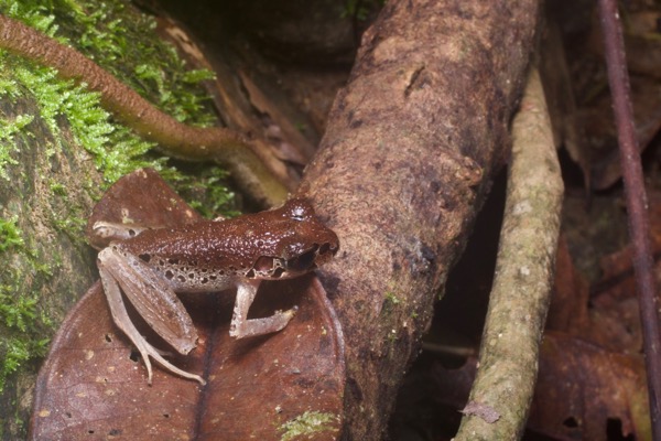 Painted Slender Litter Frog (Leptolalax pictus)