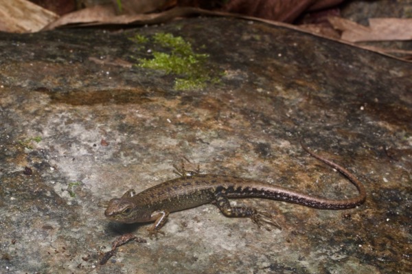 no known English name (Sphenomorphus multisquamatus)