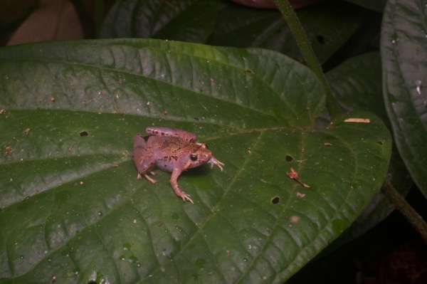 Bornean Narrow-mouthed Frog (Microhyla malang)