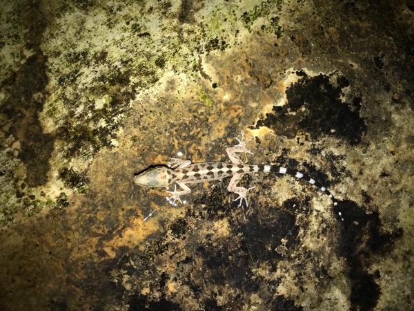 Sabah Bent-toed Gecko (Cyrtodactylus ingeri)