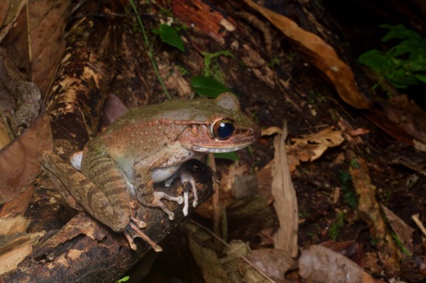 Maryati’s Torrent Frog (Meristogenys maryatiae)