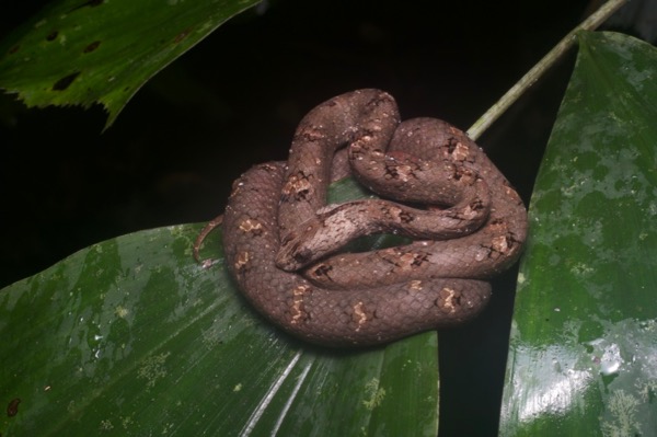 Common Mock Viper (Psammodynastes pulverulentus)