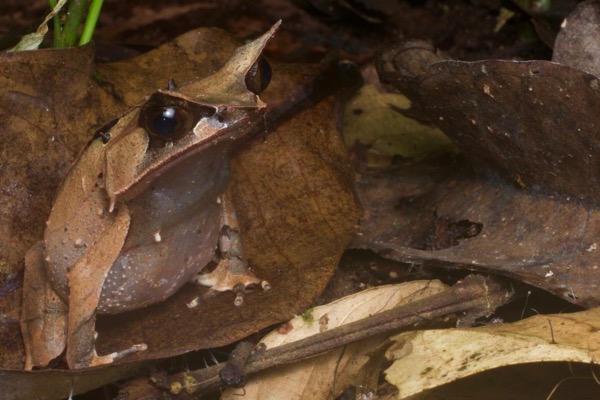 Malayan Horned Frog (Pelobatrachus nasutus)