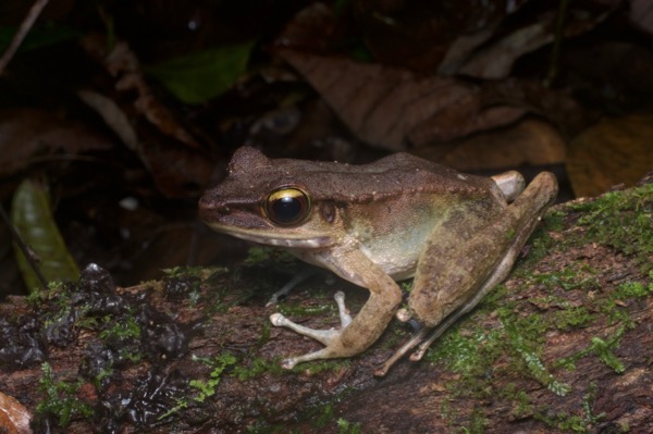 Northern Torrent Frog (Meristogenys orphnocnemis)