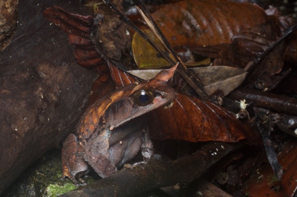 Malayan Horned Frog (Pelobatrachus nasutus)