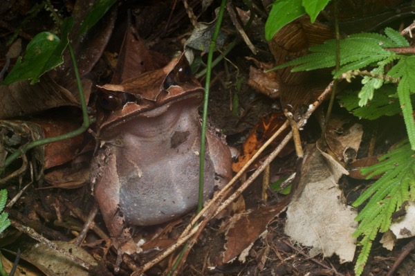 Malayan Horned Frog (Pelobatrachus nasutus)