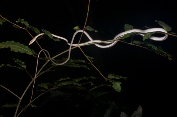Speckle-headed Whip Snake (Ahaetulla fasciolata)