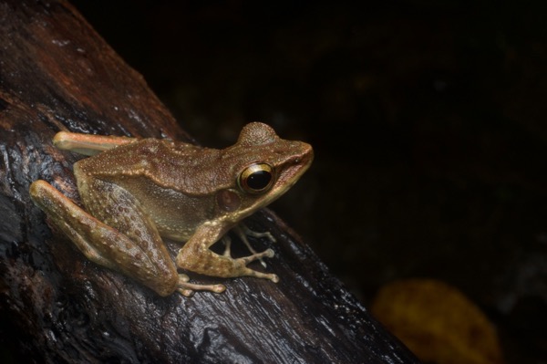 Northern Torrent Frog (Meristogenys orphnocnemis)