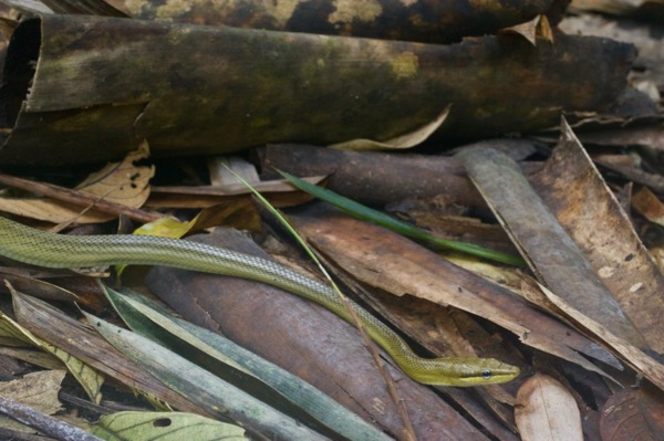 Grey-tailed Racer (Gonyosoma oxycephalum)