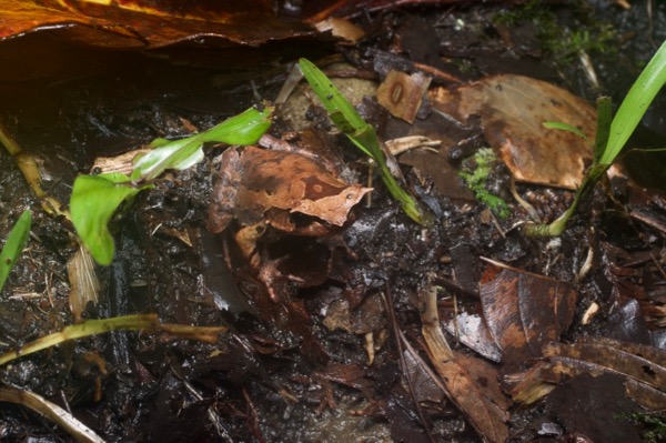 Kinabalu Horned Frog (Pelobatrachus baluensis)