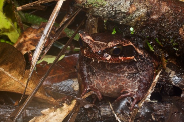 Kinabalu Horned Frog (Pelobatrachus baluensis)