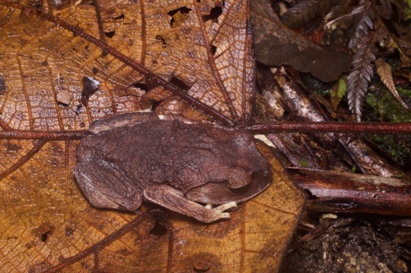 Montane Large-eyed Litter Frog (Leptobrachium montanum)