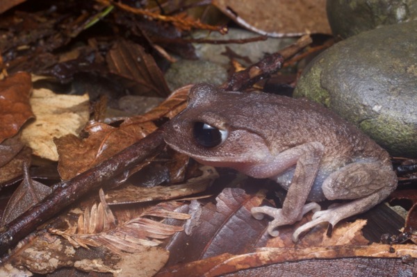 Montane Large-eyed Litter Frog (Leptobrachium montanum)