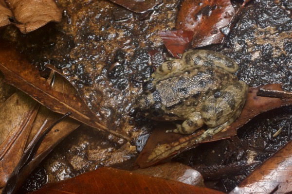 Kuhl’s Creek Frog (Limnonectes "kuhlii")