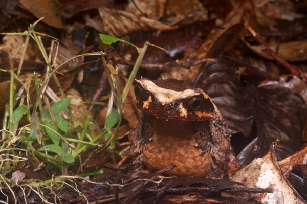 Kinabalu Horned Frog (Pelobatrachus baluensis)