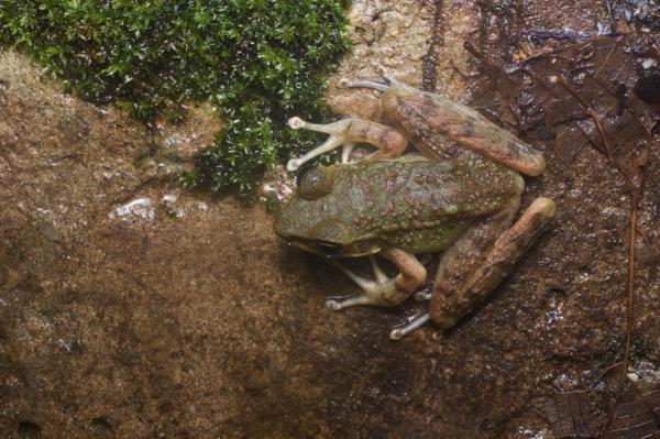 Kinabalu Torrent Frog (Meristogenys kinabaluensis)
