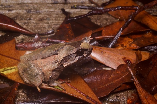 Kinabalu Horned Frog (Pelobatrachus baluensis)