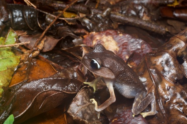 Montane Large-eyed Litter Frog (Leptobrachium montanum)