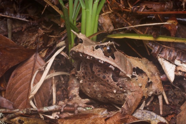 Montane Horned Frog (Pelobatrachus kobayashii)
