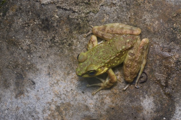 Kinabalu Torrent Frog (Meristogenys kinabaluensis)