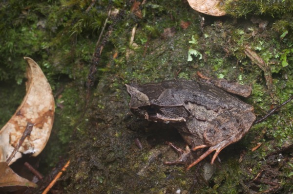 Kinabalu Horned Frog (Pelobatrachus baluensis)