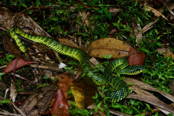 Smith’s Mountain Pit Viper (Trimeresurus malcolmi)