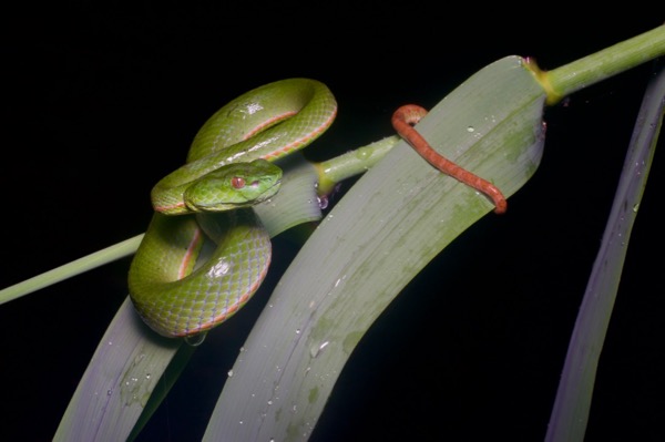 Sabah Pit Viper (Trimeresurus sabahi sabahi)