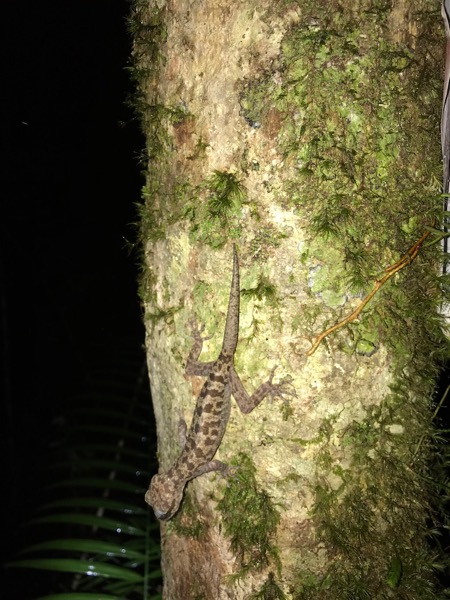 Hikida’s Bent-toed Gecko (Cyrtodactylus matsuii)
