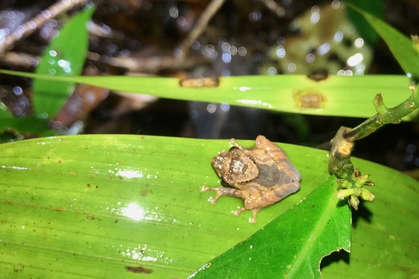 Mjoberg’s Bush Frog (Philautus mjobergi)