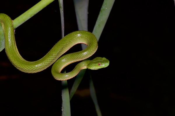 Sabah Pit Viper (Trimeresurus sabahi sabahi)