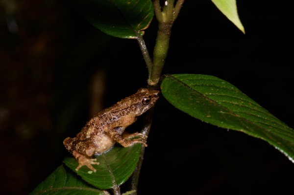 Kinabalu Slender Toad (Ansonia hanitschi)