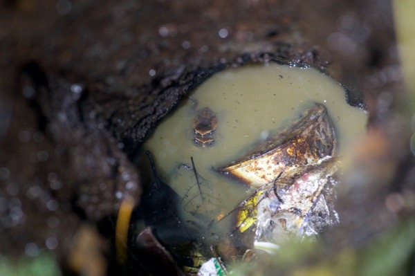Kinabalu Sticky Frog (Kalophrynus baluensis)