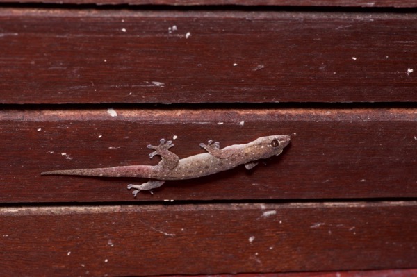 Common Four-clawed Gecko (Gehyra mutilata)