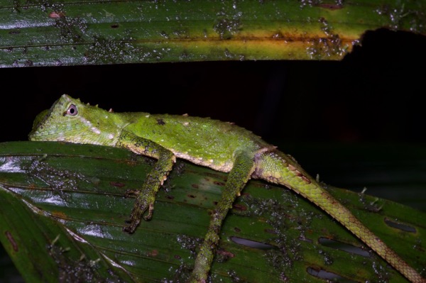 Mocquard’s Eyebrow Lizard (Pelturagonia cephalum)