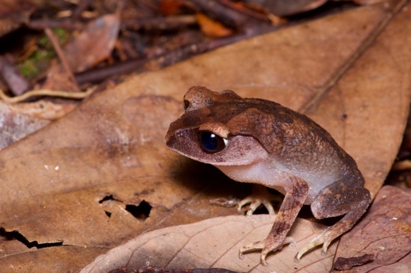 Montane Large-eyed Litter Frog (Leptobrachium montanum)