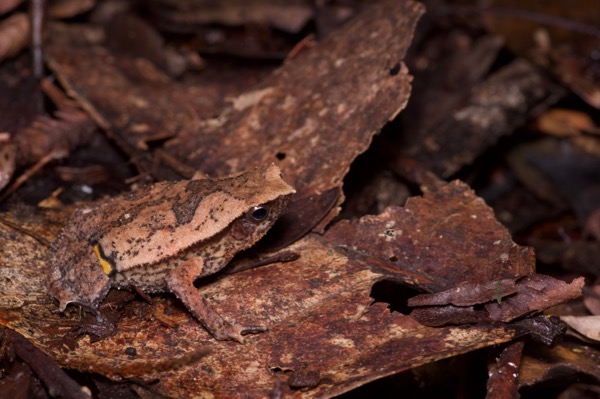 Kinabalu Sticky Frog (Kalophrynus baluensis)
