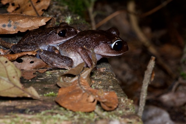 Montane Large-eyed Litter Frog (Leptobrachium montanum)