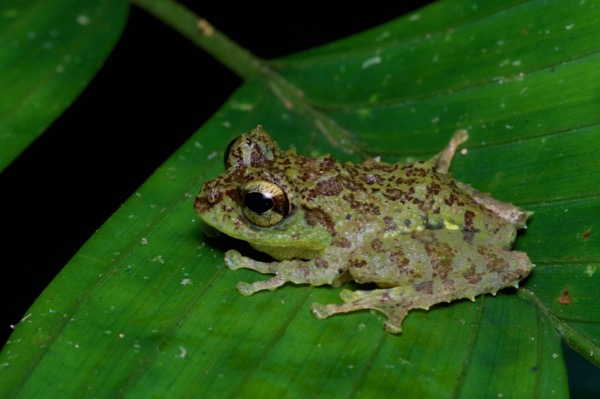 Mossy Bush Frog (Philautus macroscelis)