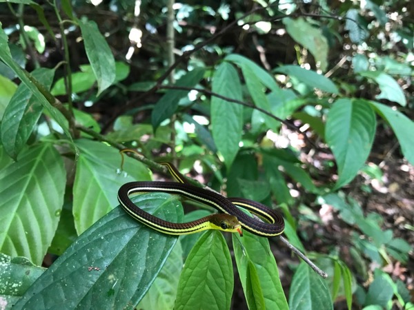 Gray Bronzeback (Dendrelaphis caudolineatus)