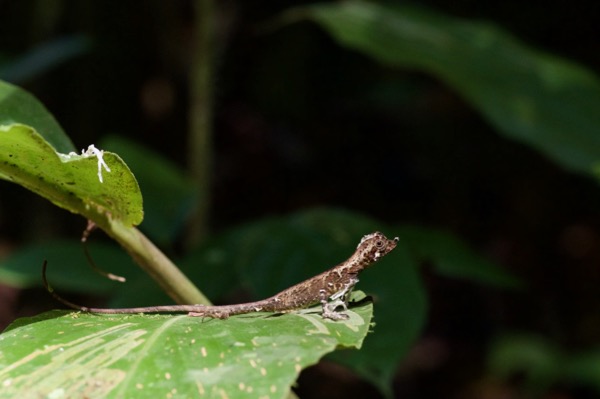 Ornate Earless Agama (Aphaniotis ornata)