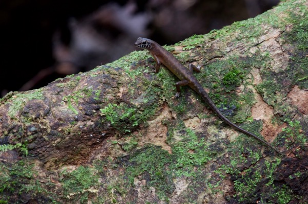 Sabah Slender Skink (Sphenomorphus sabanus)