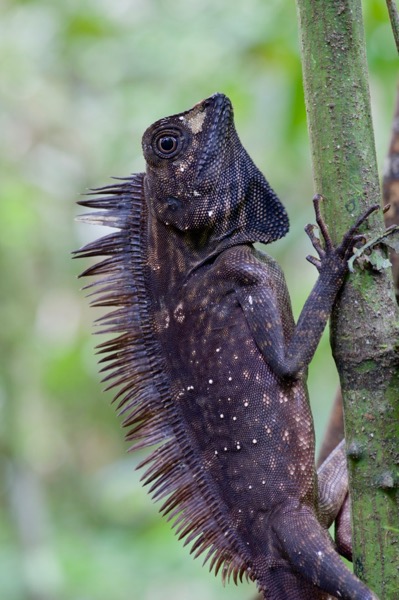 Borneo Angle-headed Lizard (Gonocephalus borneensis)