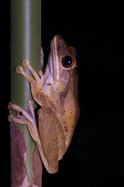 Four-lined Tree Frog (Polypedates leucomystax)