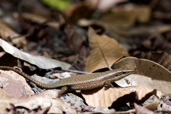 Common Sun Skink (Eutropis multifasciata)