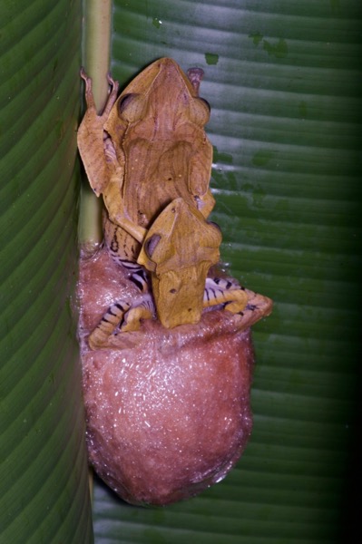 File-eared Treefrog (Polypedates otilophus)