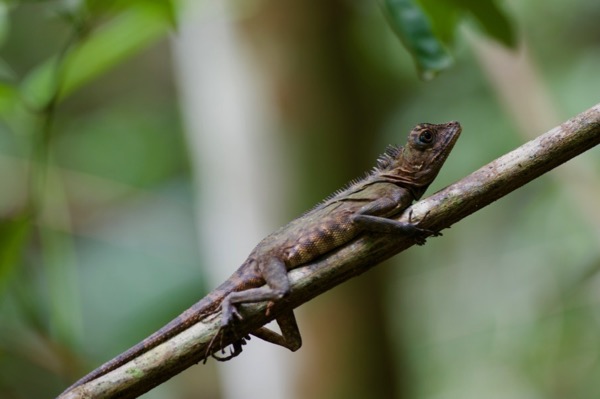 Borneo Angle-headed Lizard (Gonocephalus borneensis)