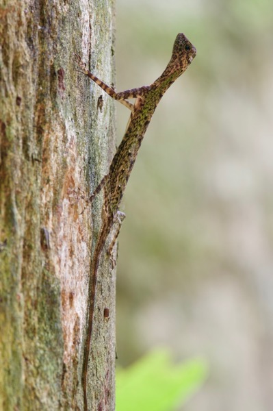 Black-bearded Flying Lizard (Draco melanopogon nigriappendiculatus)