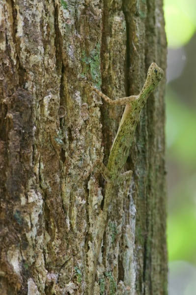 Black-bearded Flying Lizard (Draco melanopogon nigriappendiculatus)