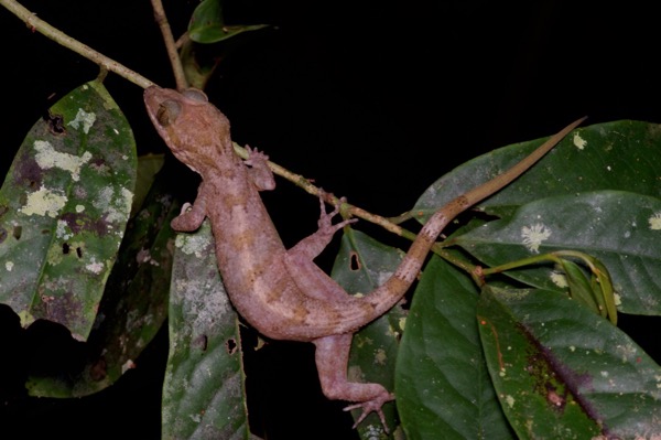 Yoshi’s Bent-toed Gecko (Cyrtodactylus yoshii)