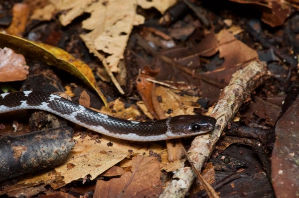 Slender Wolf Snake (Lycodon albofuscus)